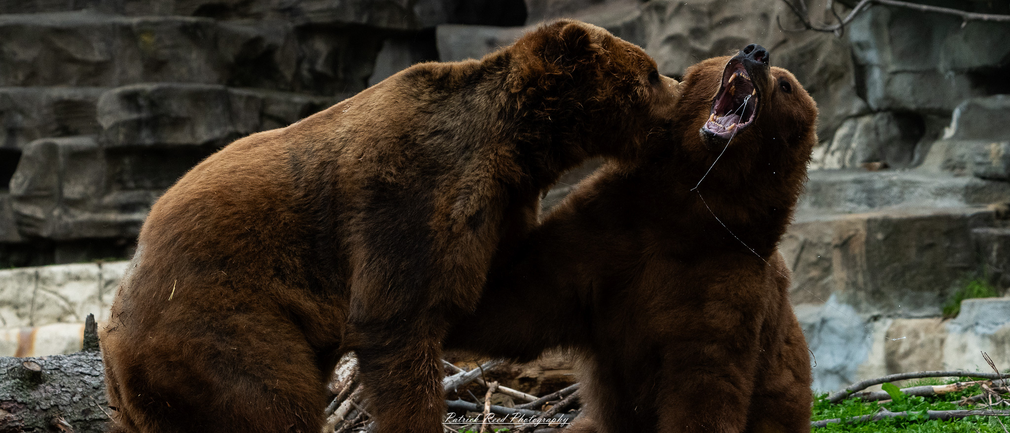 Two grizzly bears play-fighting in naturalistic enclosure at the Detroit Zoo